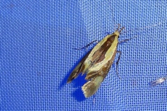 Harpella forficella