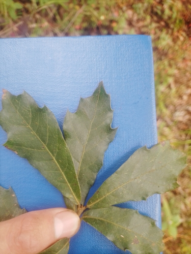 Quercus martinezii
