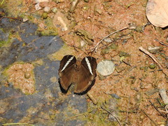 Euthalia phemius