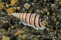 Pyramidella dolabrata