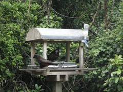 Nestor meridionalis septentrionalis