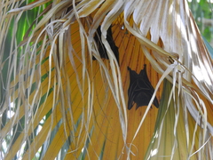 Cynopterus sphinx