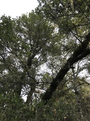 Quercus parvula
