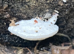 Trametes suaveolens