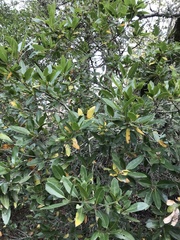 Quercus parvula