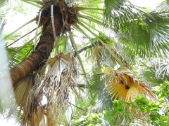 Cynopterus sphinx