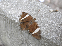 Euthalia phemius