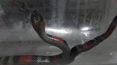 Oxyrhopus guibei