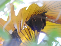 Cynopterus sphinx