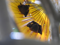 Cynopterus sphinx