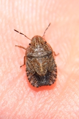 Sciocoris microphthalmus