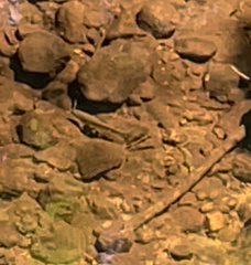 Salvelinus fontinalis