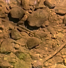 Salvelinus fontinalis