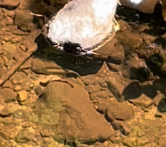 Salvelinus fontinalis