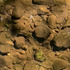 Salvelinus fontinalis