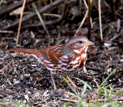 Passerella iliaca iliaca