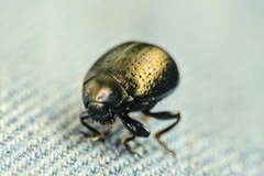 Chrysolina vernalis vernalis