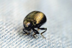 Chrysolina vernalis vernalis