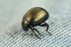 Chrysolina vernalis vernalis