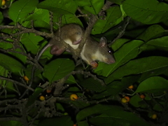 Muroidea