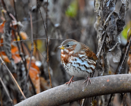 Fox Sparrow, Townshend, VT, USA, photo 10 of 10
