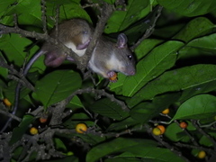 Muroidea