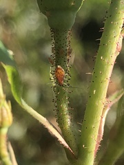 Macrosiphum