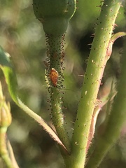 Macrosiphum