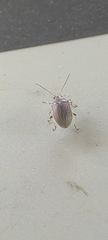 Colaspis brunnea
