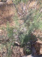 Colletia spinosissima