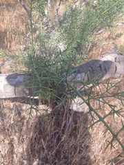 Colletia spinosissima