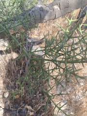 Colletia spinosissima