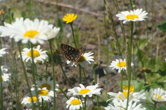 Leucanthemum maximum
