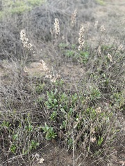 Solidago spathulata