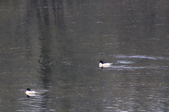 Mergus merganser merganser