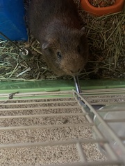 Cavia porcellus