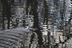 Mergus merganser merganser