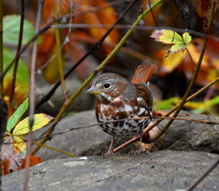Passerella iliaca iliaca