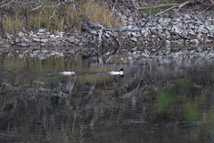 Mergus merganser merganser