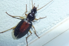 Dolichus halensis