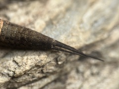 Petrobiinae