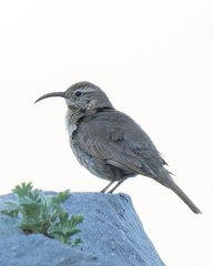 Upucerthia dumetaria