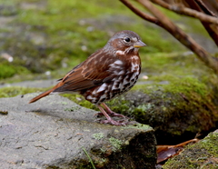 Passerella iliaca iliaca