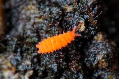 Bilobella braunerae