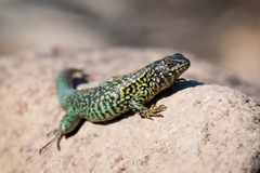 Liolaemus nigroviridis