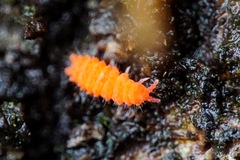 Bilobella braunerae