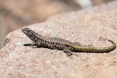 Liolaemus nigroviridis