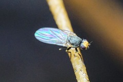 Phytomyza gymnostoma
