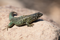 Liolaemus nigroviridis