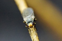 Phytomyza gymnostoma